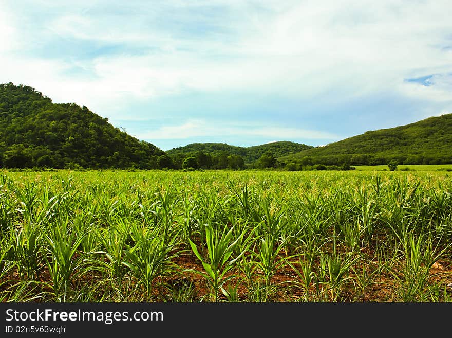 Wide greenery corn field