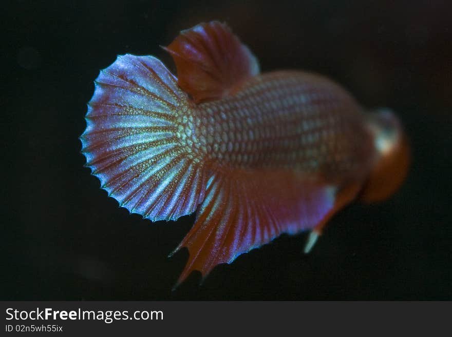 Betta fighting fish is famous in Thailand. Betta fighting fish is famous in Thailand.