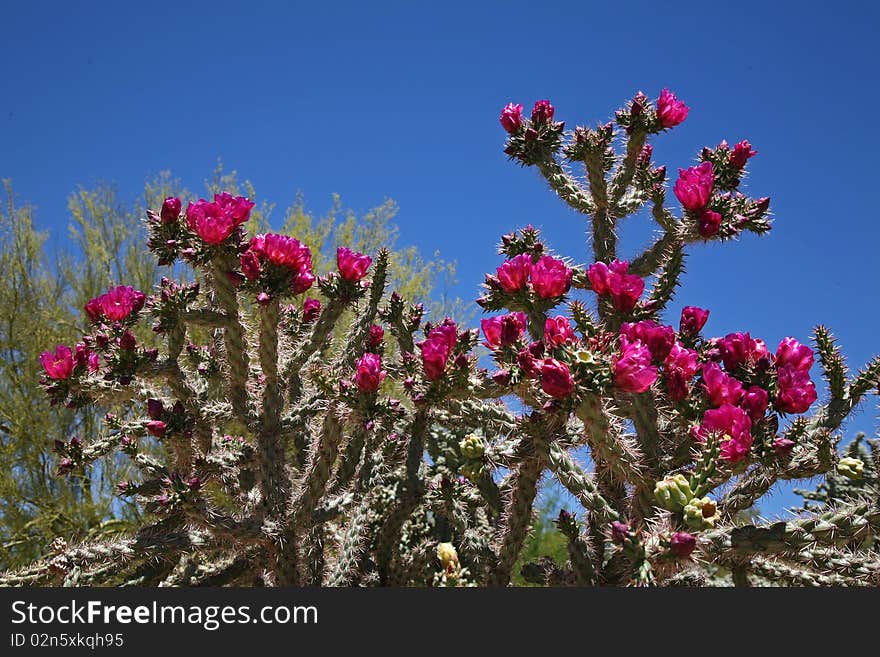 It is a common plant found in Tucson . In summer, you can see the flowers everywhere. It is a common plant found in Tucson . In summer, you can see the flowers everywhere.