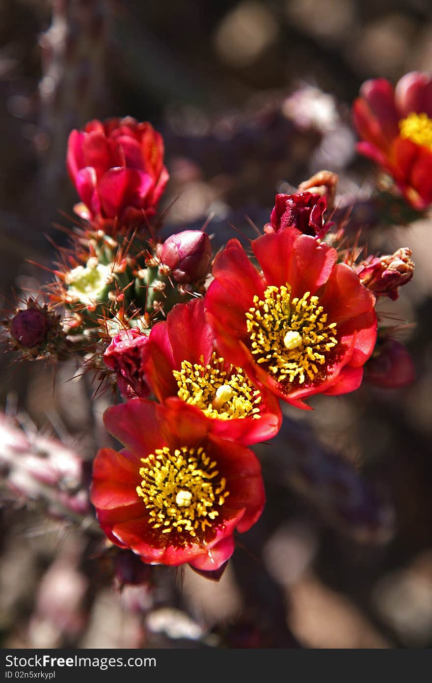 A common plant found in Tucson, Arizona. A common plant found in Tucson, Arizona.