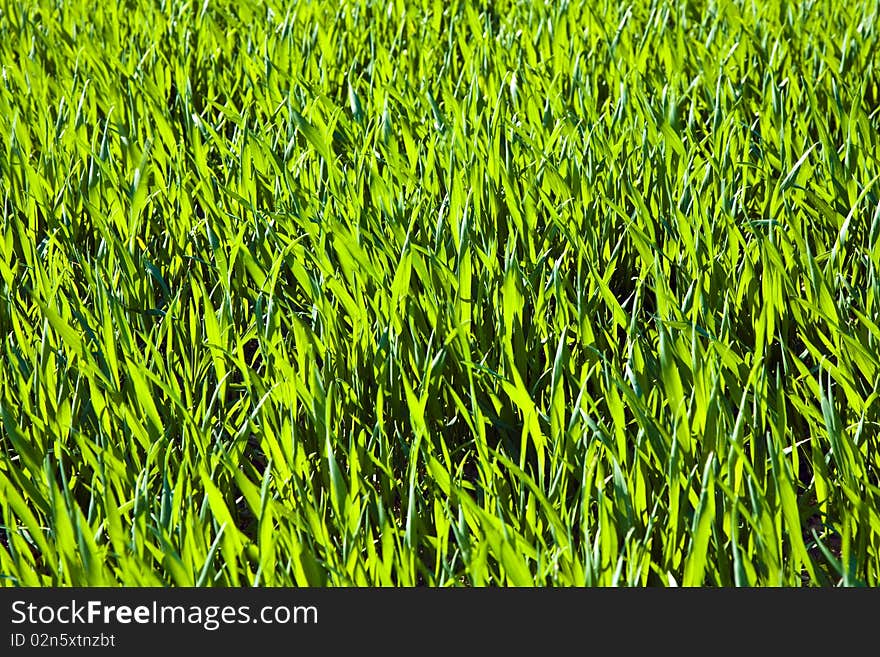 Acre with green flowers in rows in beautiful light