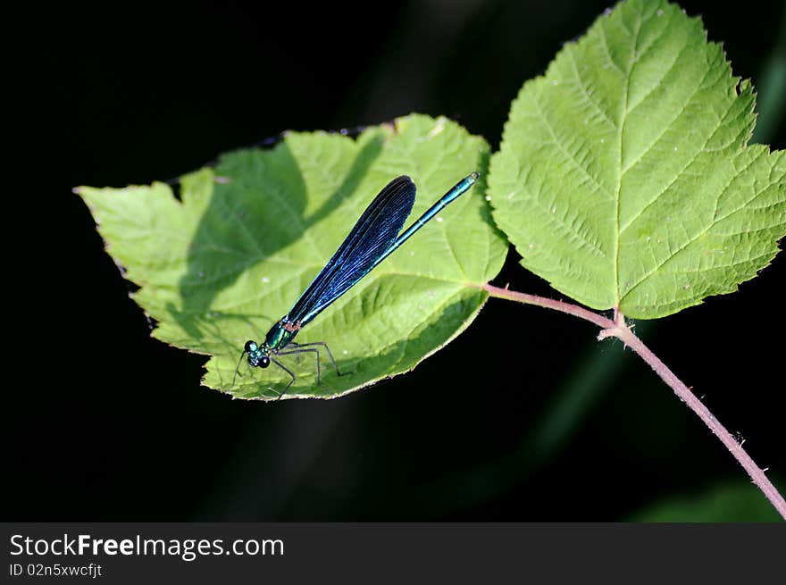 Blue dragonfly