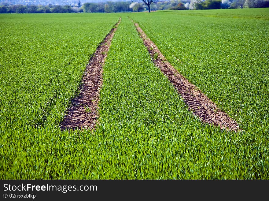 Acre with green flowers in rows in beautiful light and skid marks