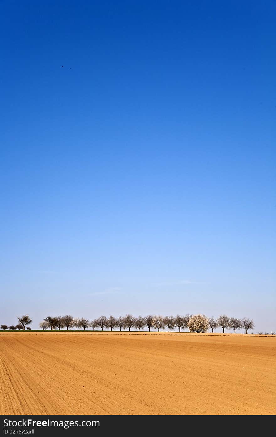 Freshly ploughed acre with row of trees