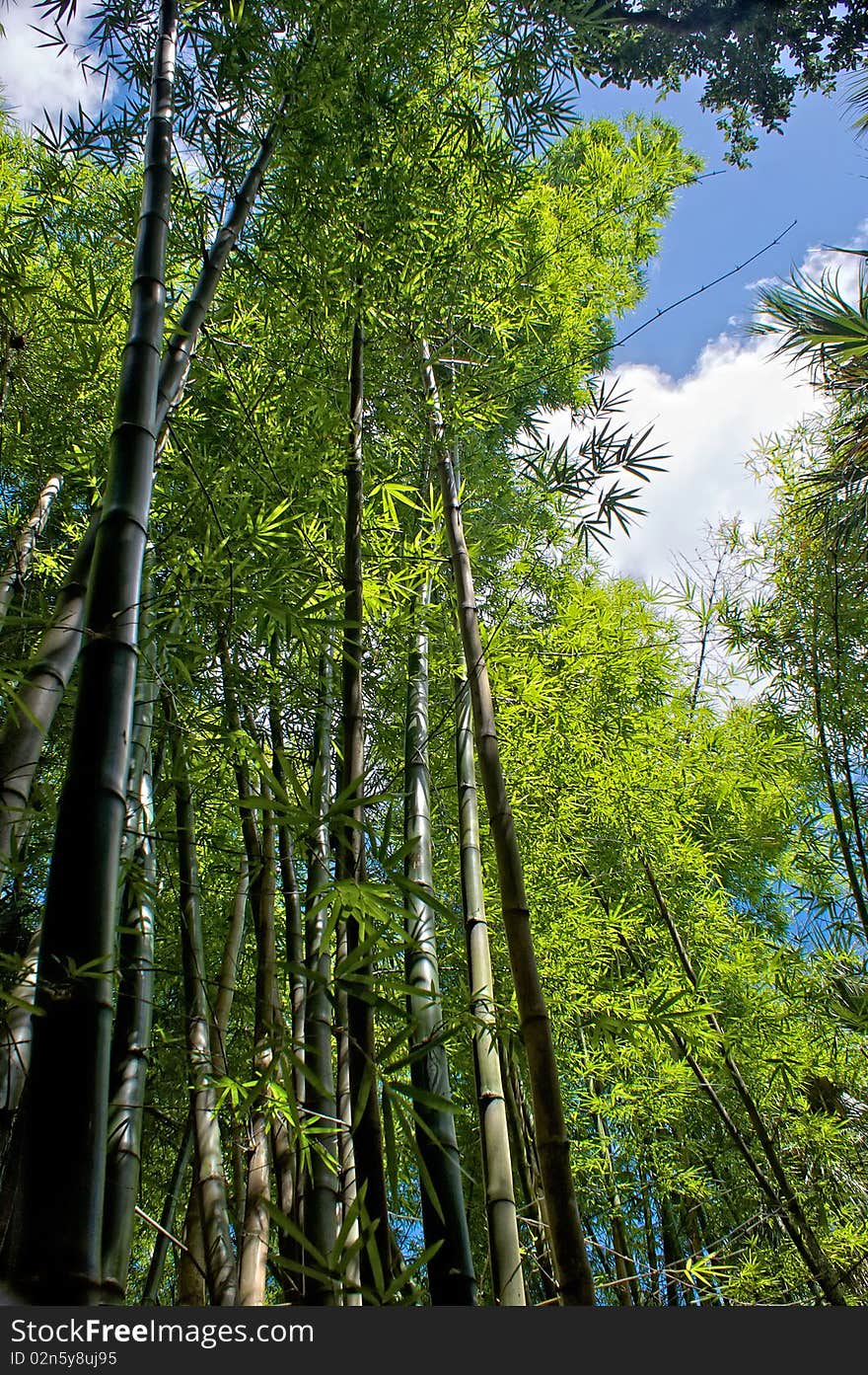 Looking up at the tree tops in a bamboo forest in south west florida