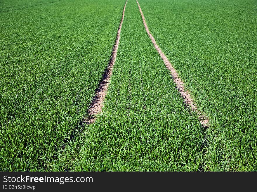 Acre with green flowers in rows in beautiful light and skid marks