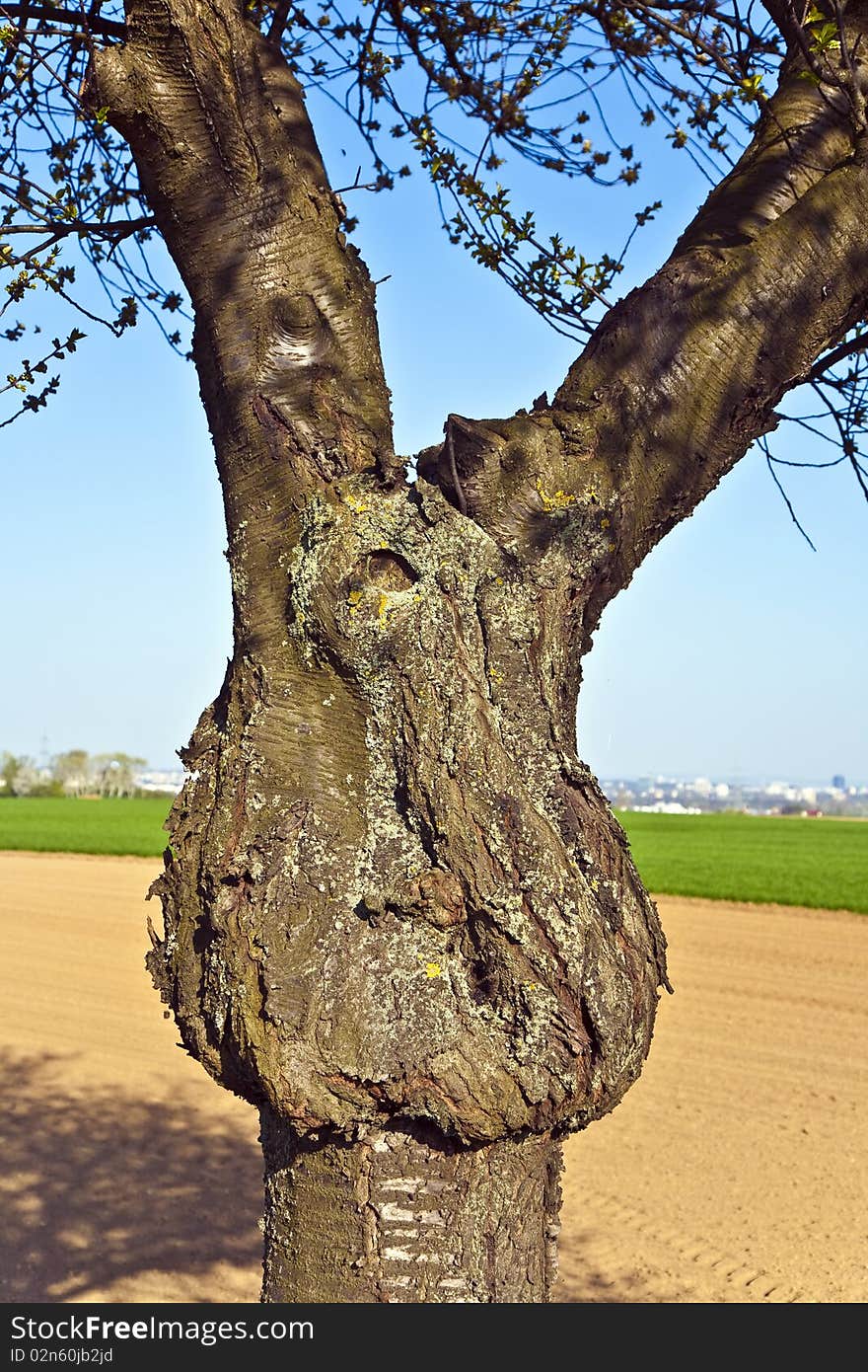 Trunk of tree formed like a face with freshly ploughed acre