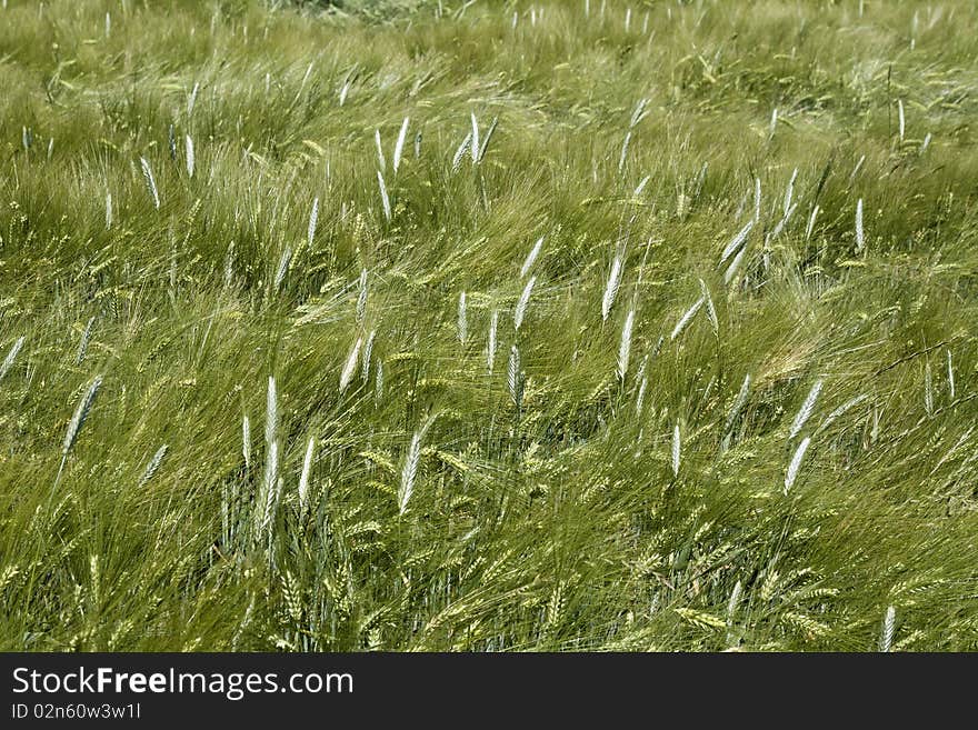 Bright barley field under the the sun