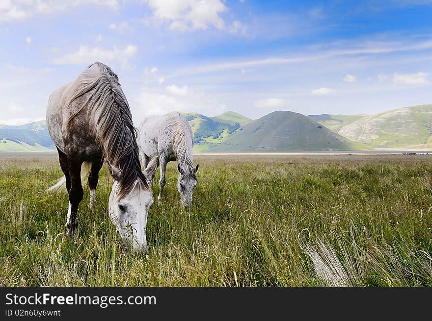 Castelluccio