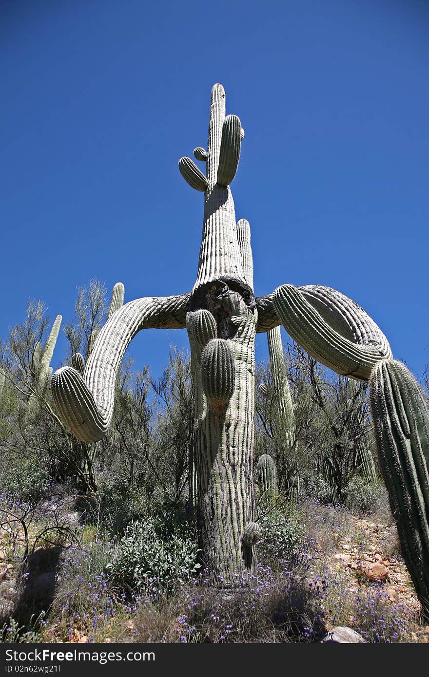 Cactus