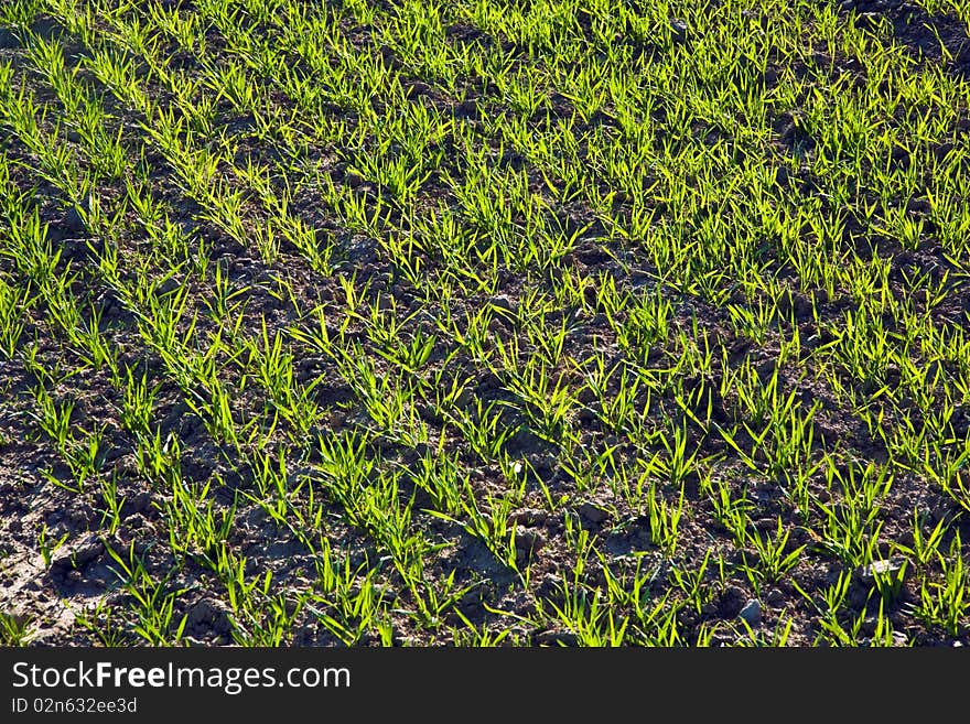 Acre with green flowers in rows in beautiful light