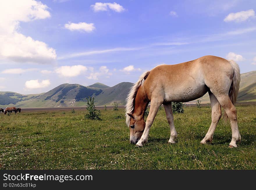 Horses on the meadow in Castelluccio