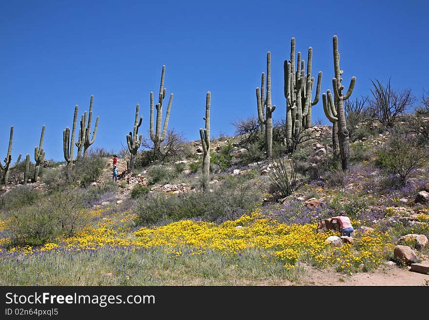 Southern Arizona shows off its colorful flower, with Saguaro. Southern Arizona shows off its colorful flower, with Saguaro.