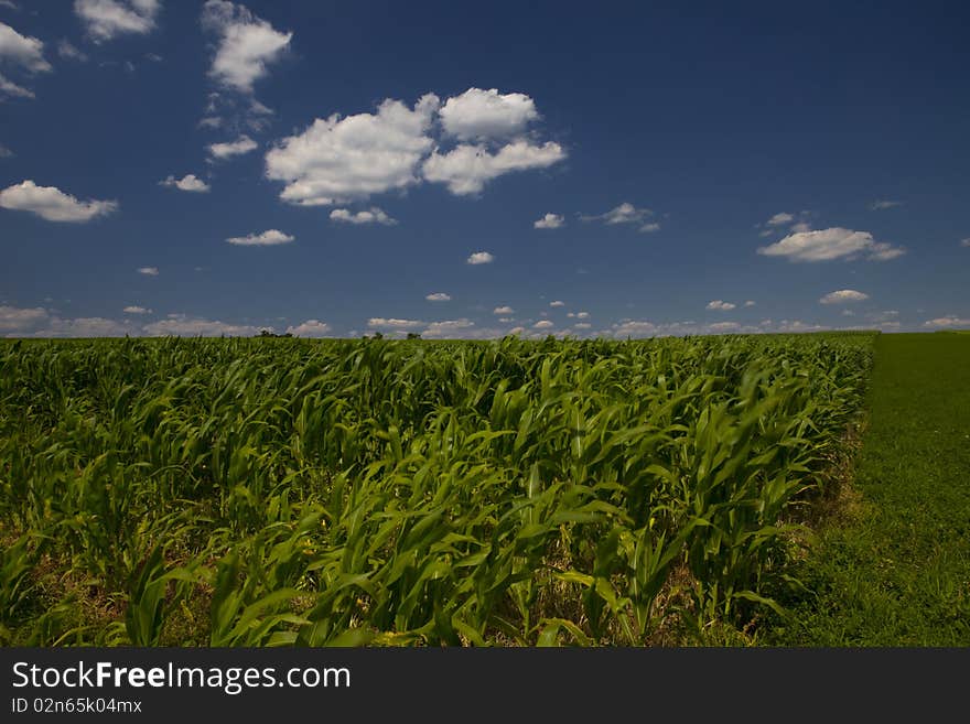 Corn Field