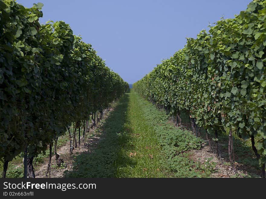 Wineyard