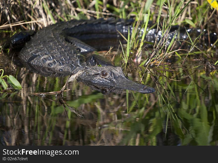 Alligator waiting, ready to go for a swim in the Okefenokee 
National Wildlife Refuge