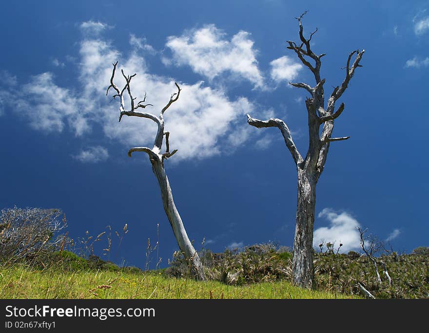 Two Dead Trees