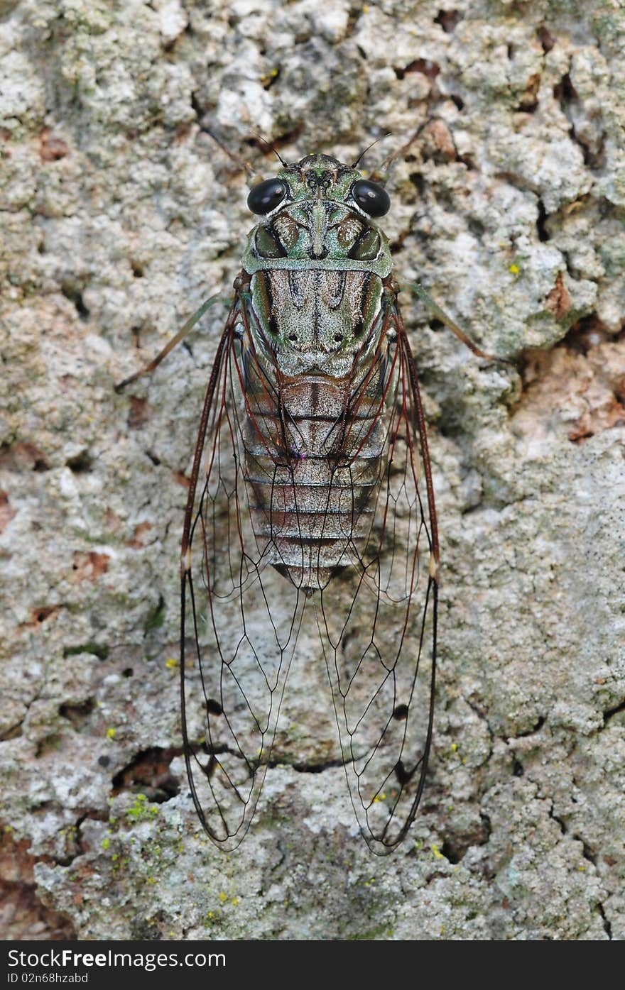 Small Cicada