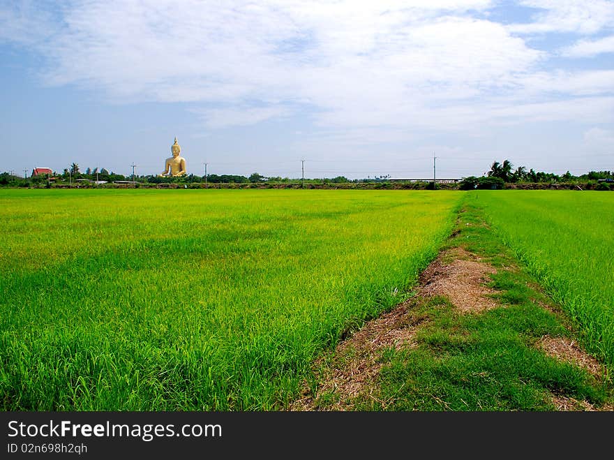 The vast rice fields of the organization is far larger. Thailand. The vast rice fields of the organization is far larger. Thailand