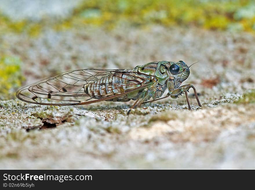 Cicada beetle