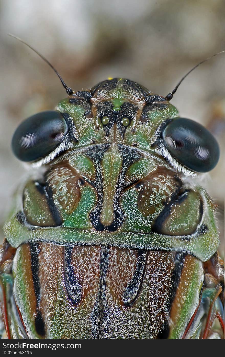 Cicada head in the park