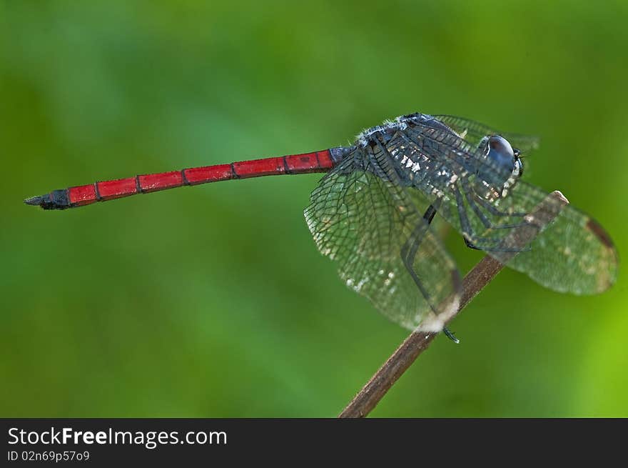 Colorful dragonfly in the parks