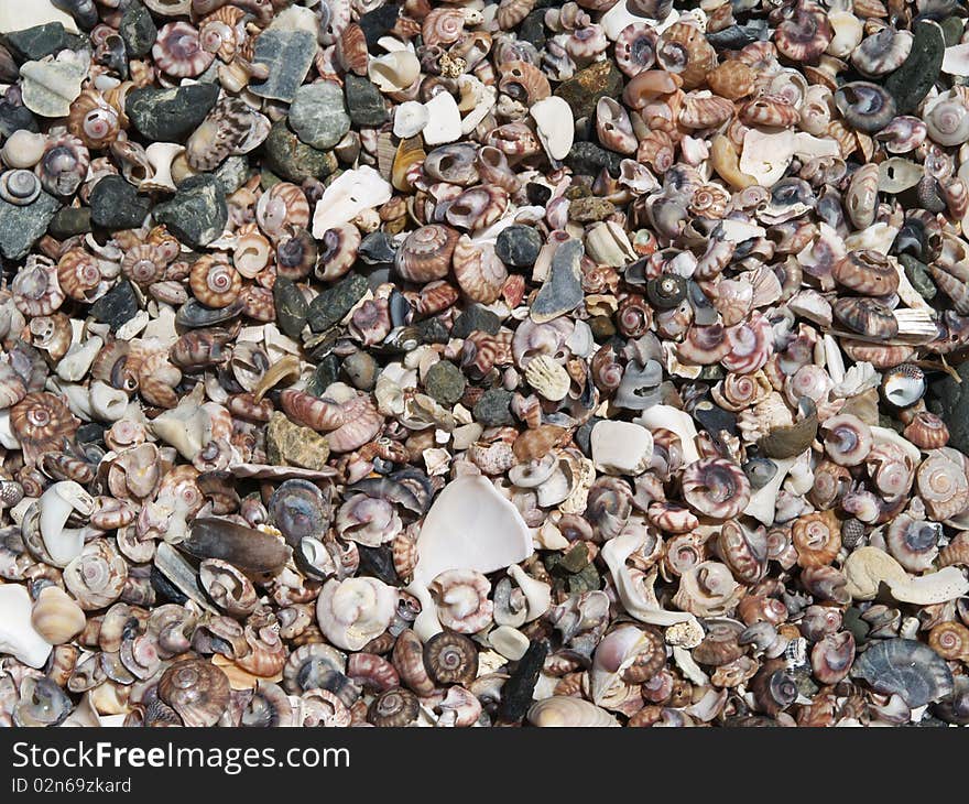 Various shells on the beach