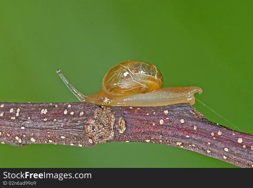 Small snail in the park