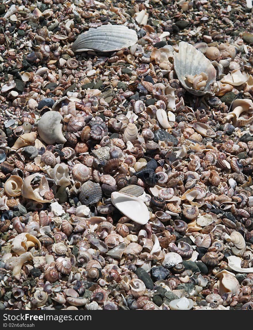 Various shells on the beach