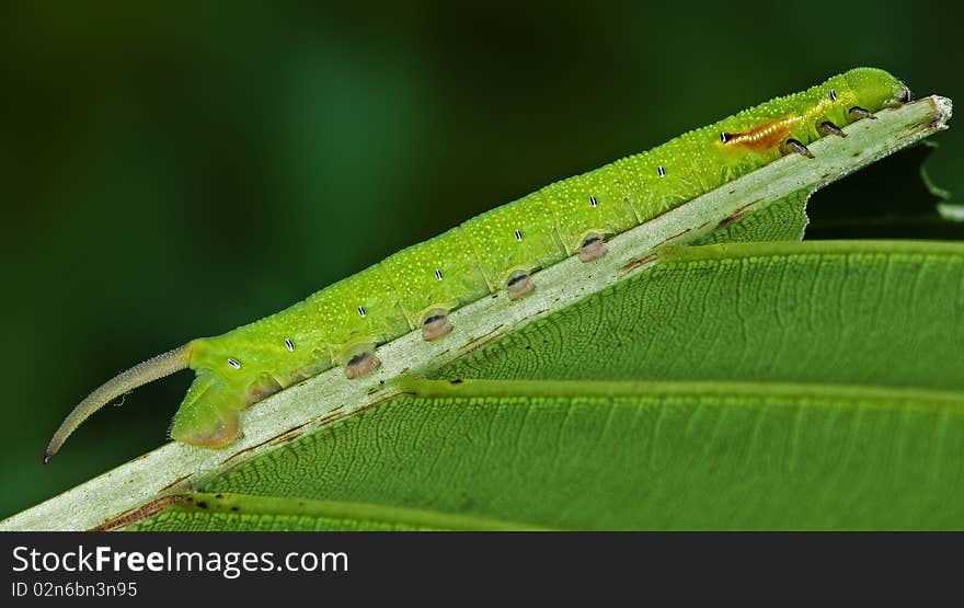 Butterfly caterpillar