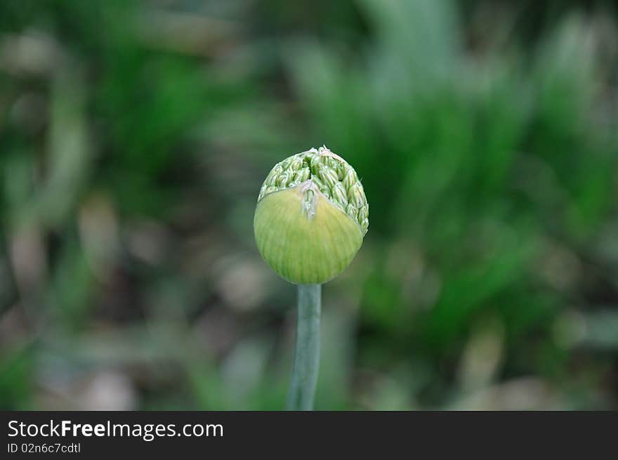 A round green bud with a leafy outer covering looks as if in any moment its ready to burst out into full bloom. On the top of the bud you can see the internals that are already showing themselves. The exposure on the top of the bud reveals many small green pods. A small portion of the stem can be seen along with a blur of green in the background. A round green bud with a leafy outer covering looks as if in any moment its ready to burst out into full bloom. On the top of the bud you can see the internals that are already showing themselves. The exposure on the top of the bud reveals many small green pods. A small portion of the stem can be seen along with a blur of green in the background.