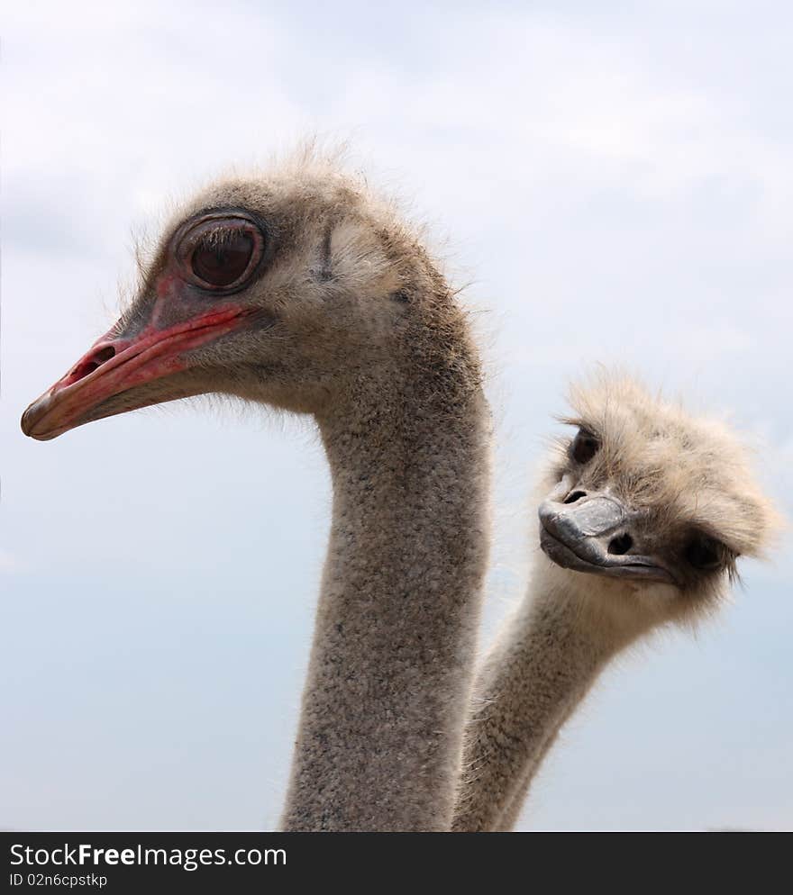 Close up image of ostrich couple