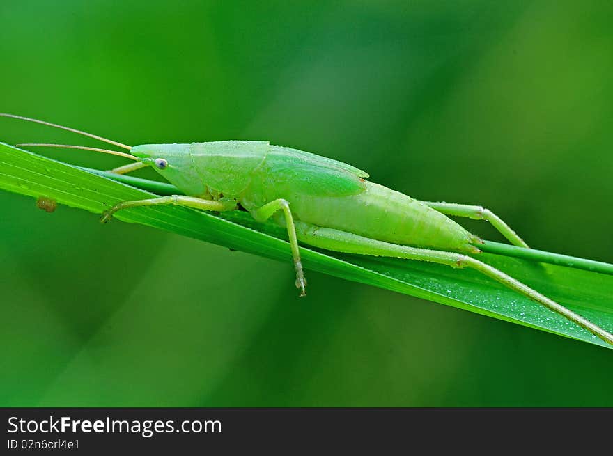 Green katydid in the parks