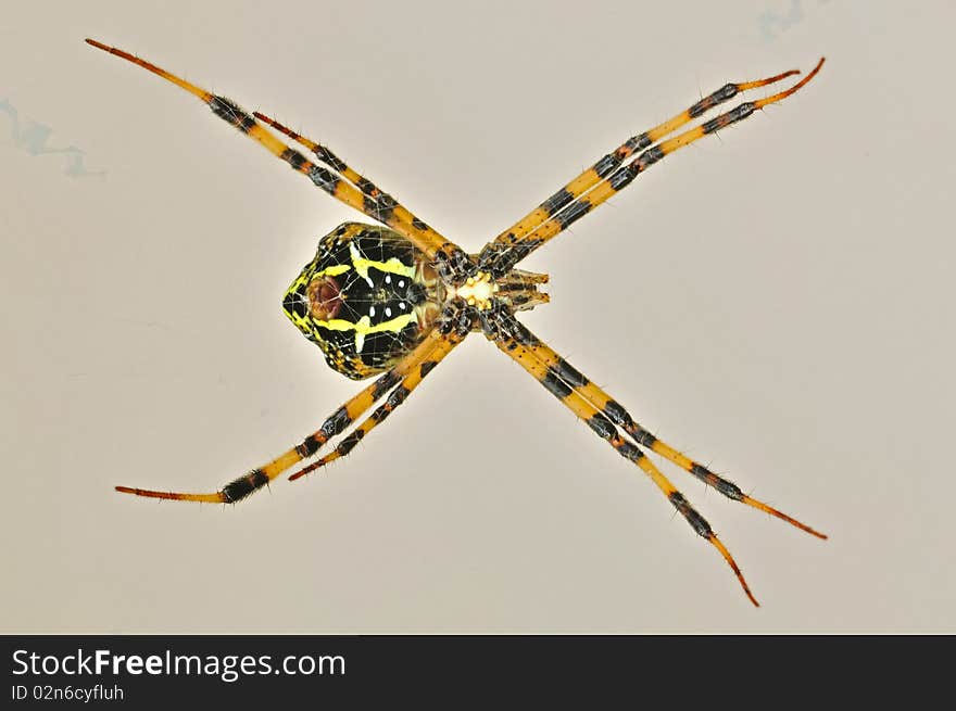 St. Andrew cross spider