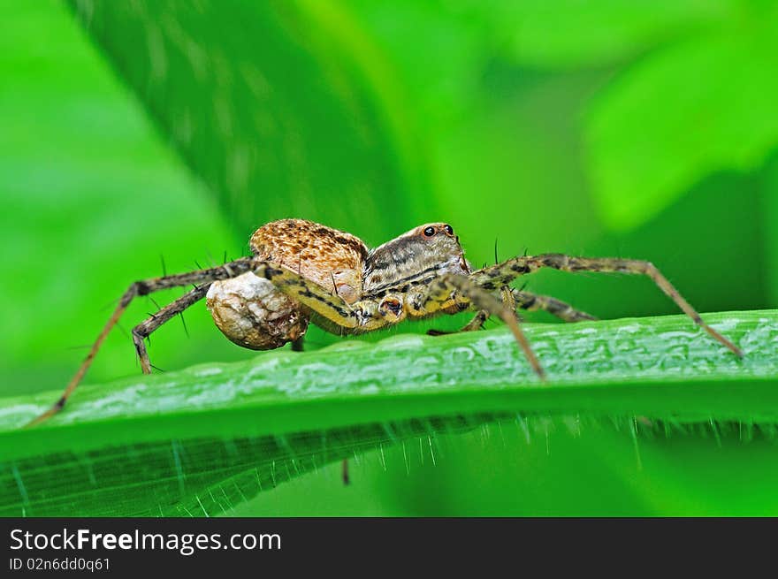 Wolf spider