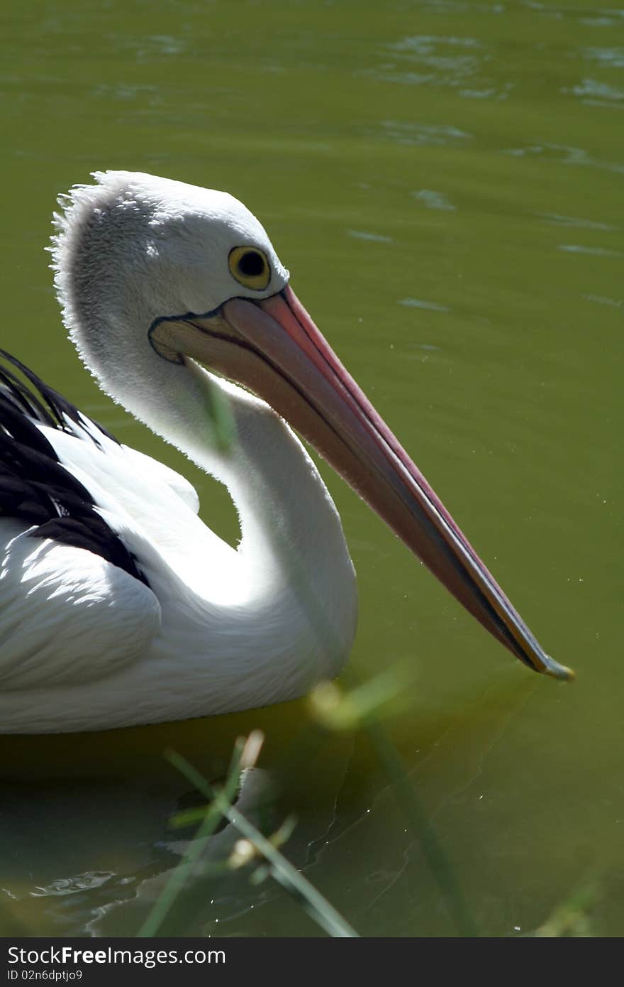 Australian pelican looking for lunch