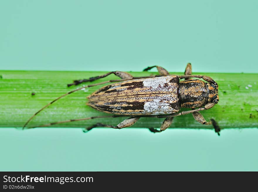 Brown Beetle In The Park