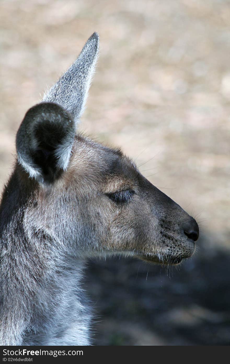 A pensive wallaby from South Australia. A pensive wallaby from South Australia