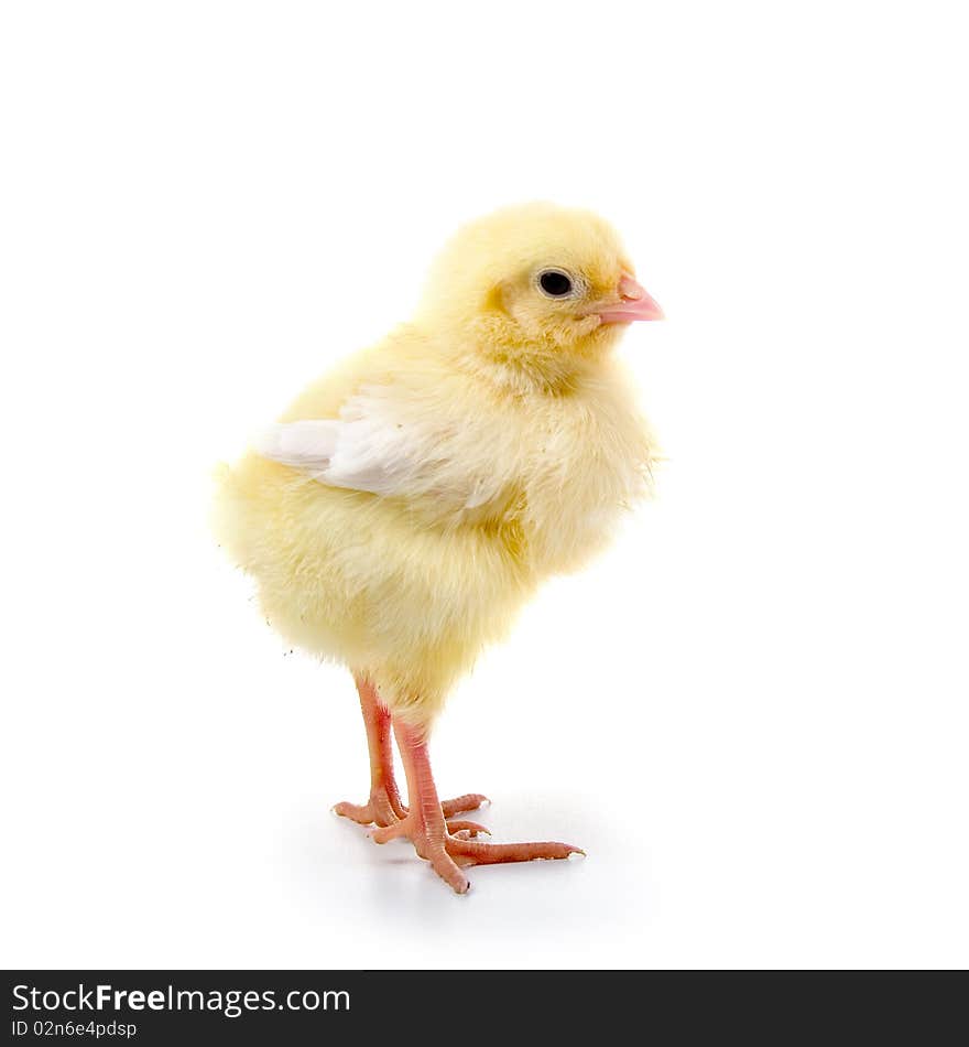 Yellow chicken isolated on a white background