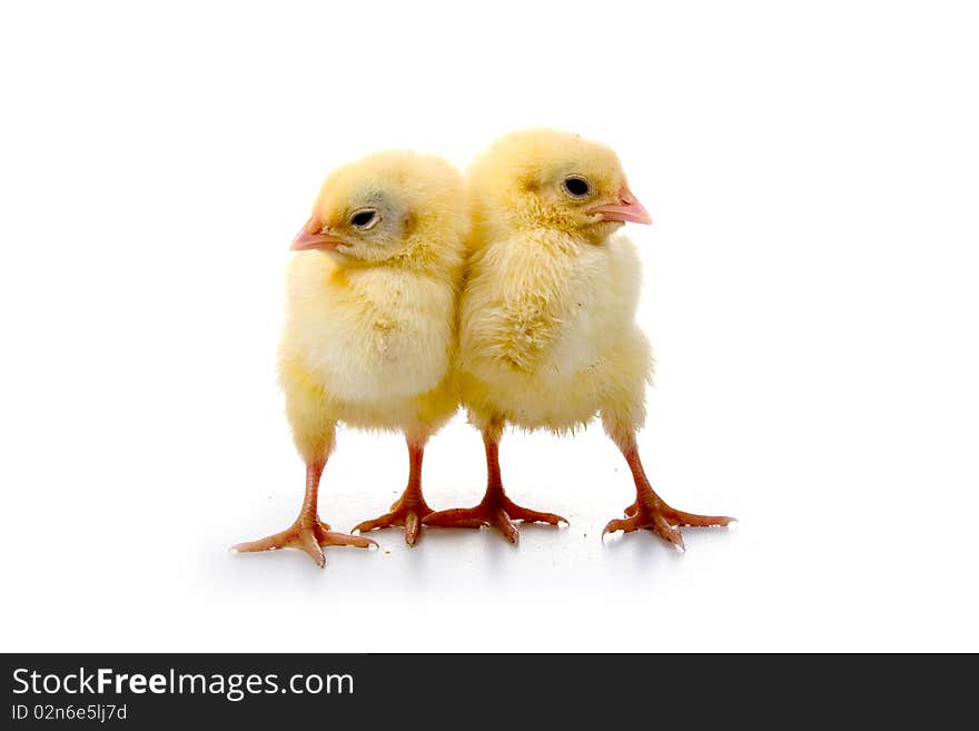 Yellow chickens isolated on a white background