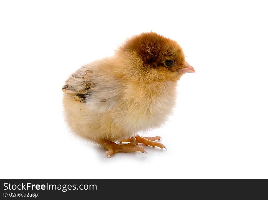 Brown chicken isolated on a white background