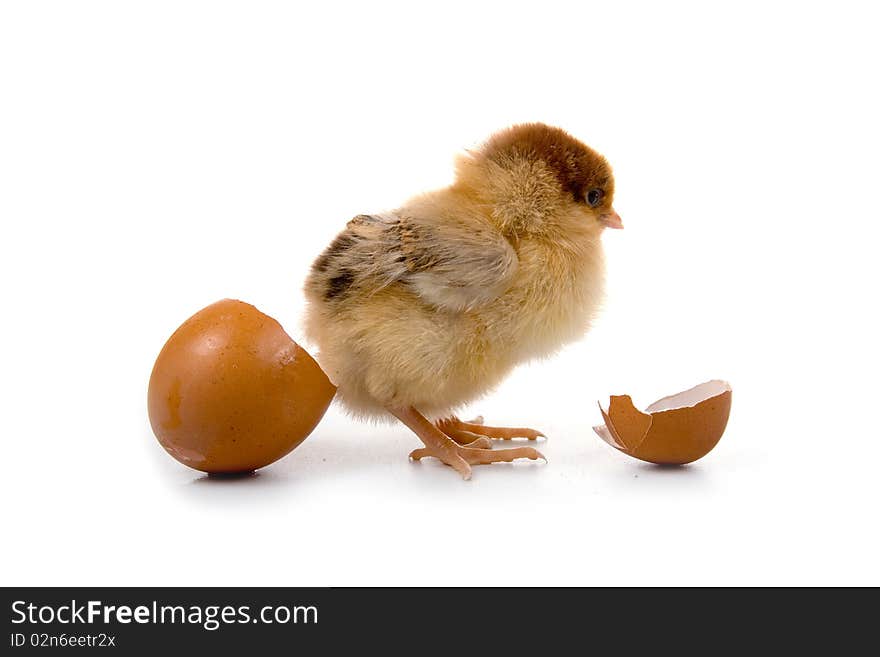 Brown chicken isolated on a white background