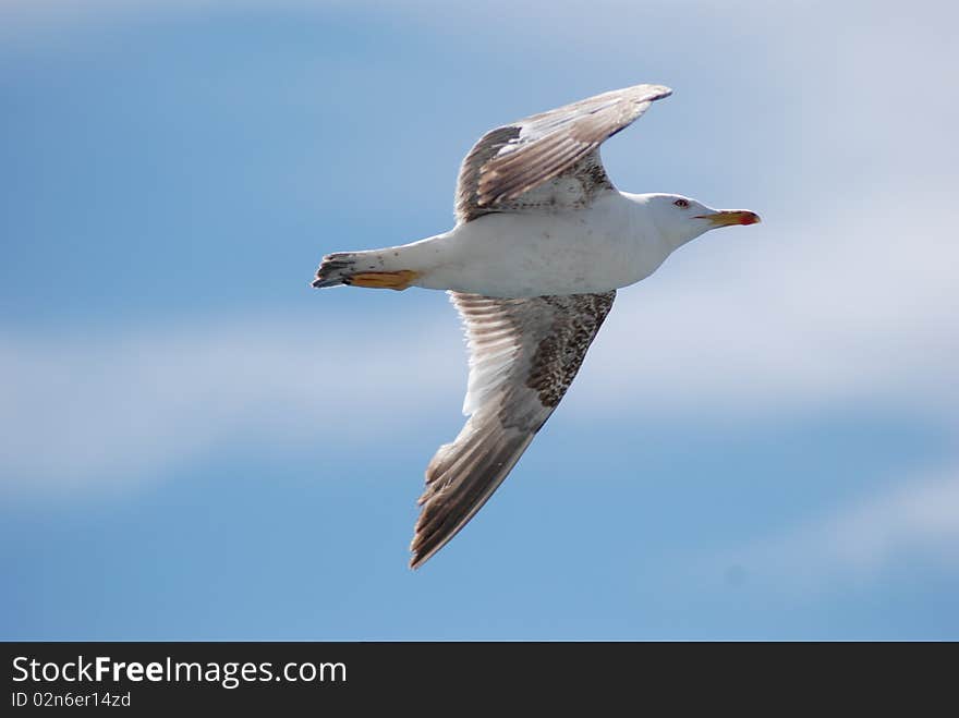 A charming seagull in the sky. A charming seagull in the sky