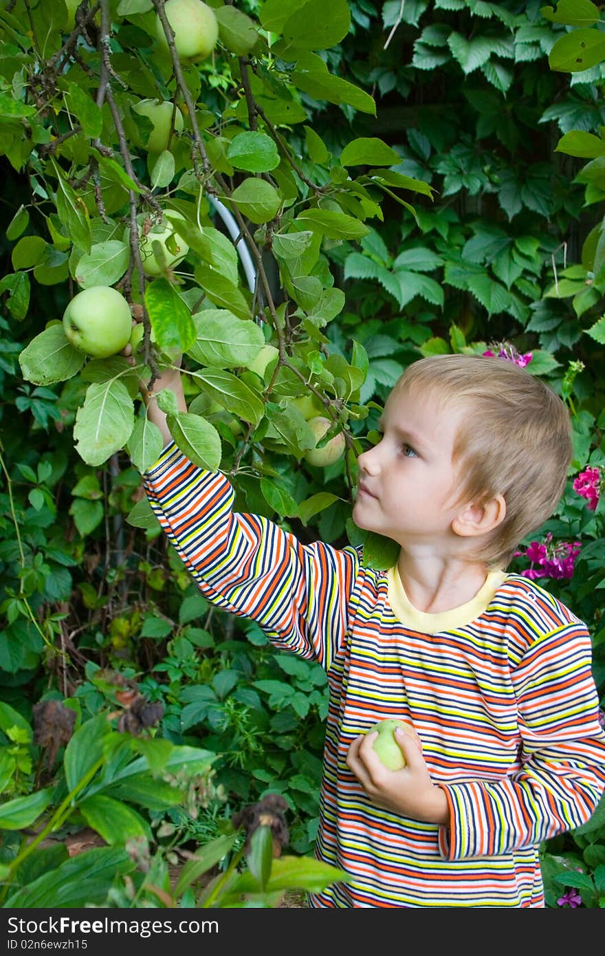 Boy collects the harvest of apples in the garden