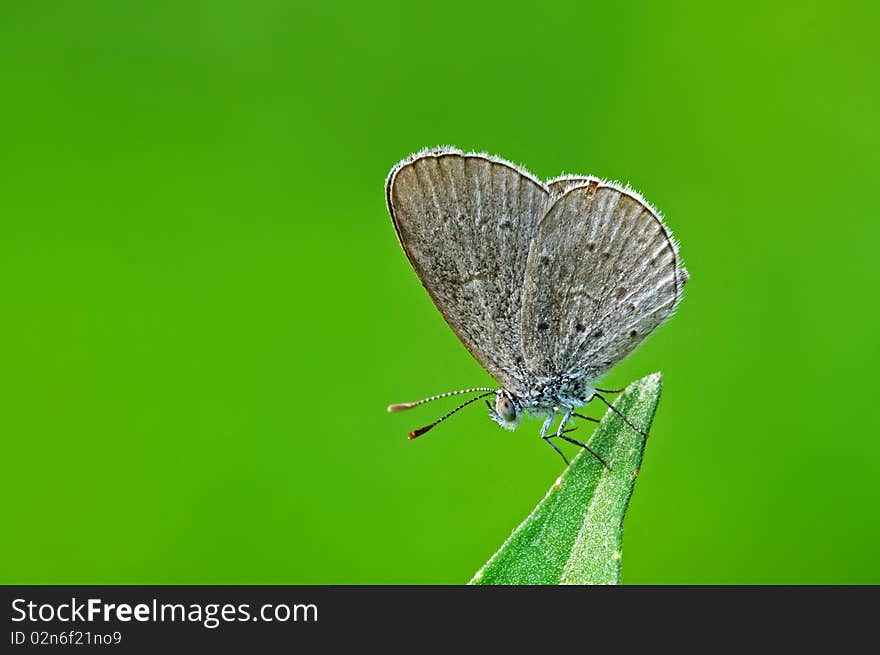 Small Butterfly