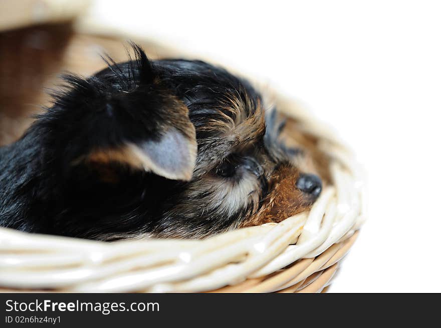 Cute pretty Yorkshire terrier puppy dog