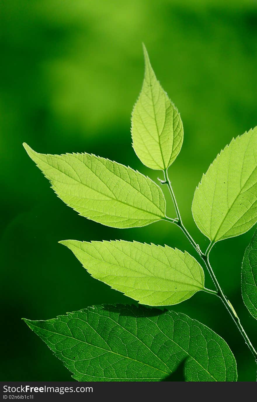 Green Leaves