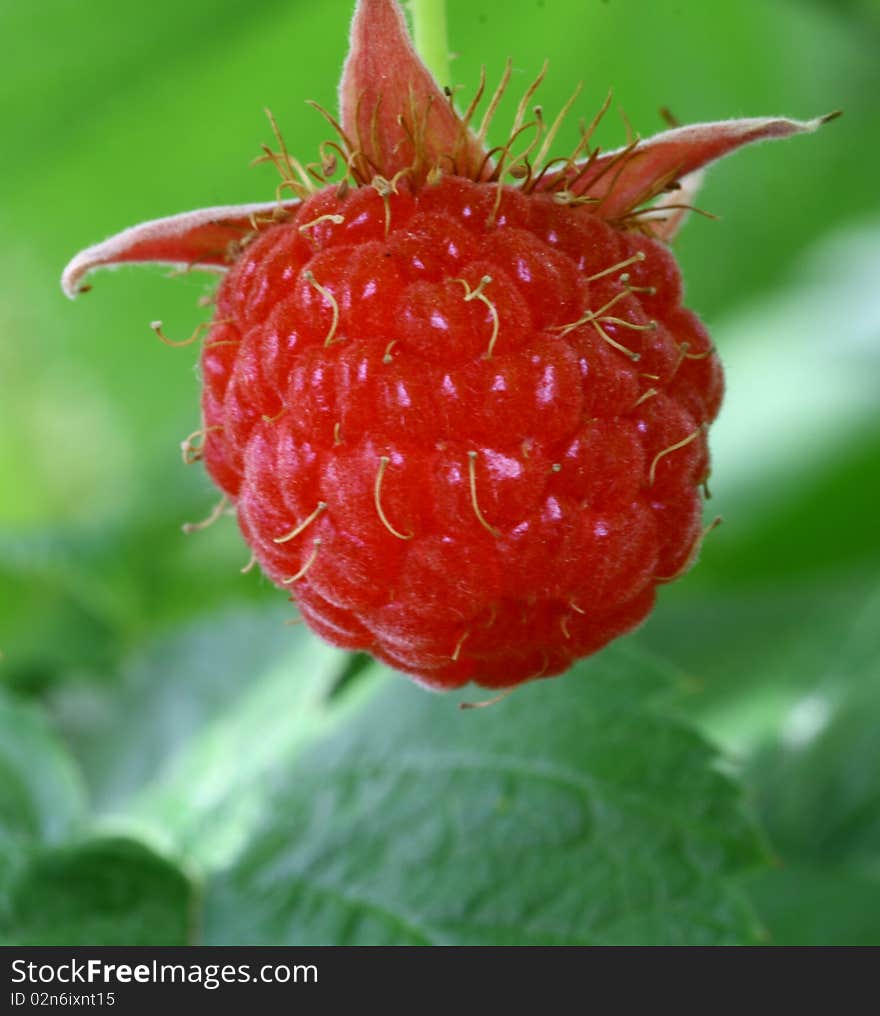 Big raspberry on the background of green leaves. Big raspberry on the background of green leaves