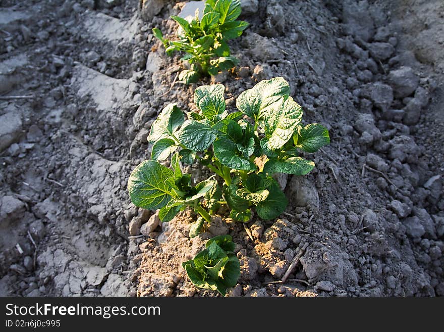 Agricultural plants