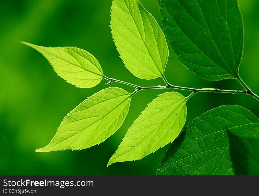 Green leaves in city park in the spring afternoon